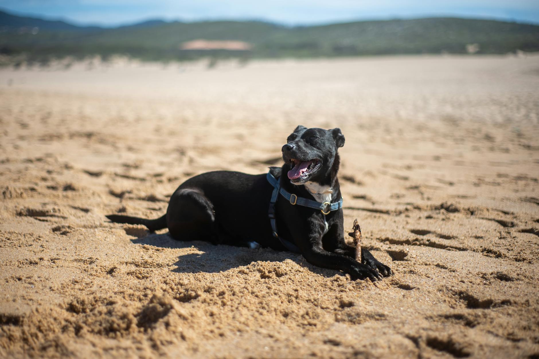 Czarny pies biega po słonecznej, piaszczystej plaży w Portugalii