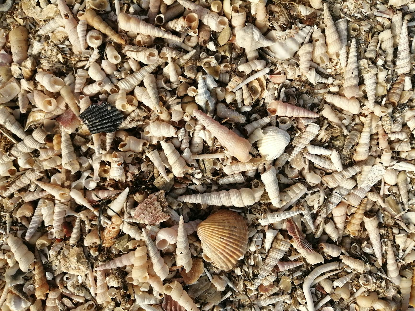 Muszle na żwirowej plaży w Ankaranie nad słoweńskim wybrzeżem