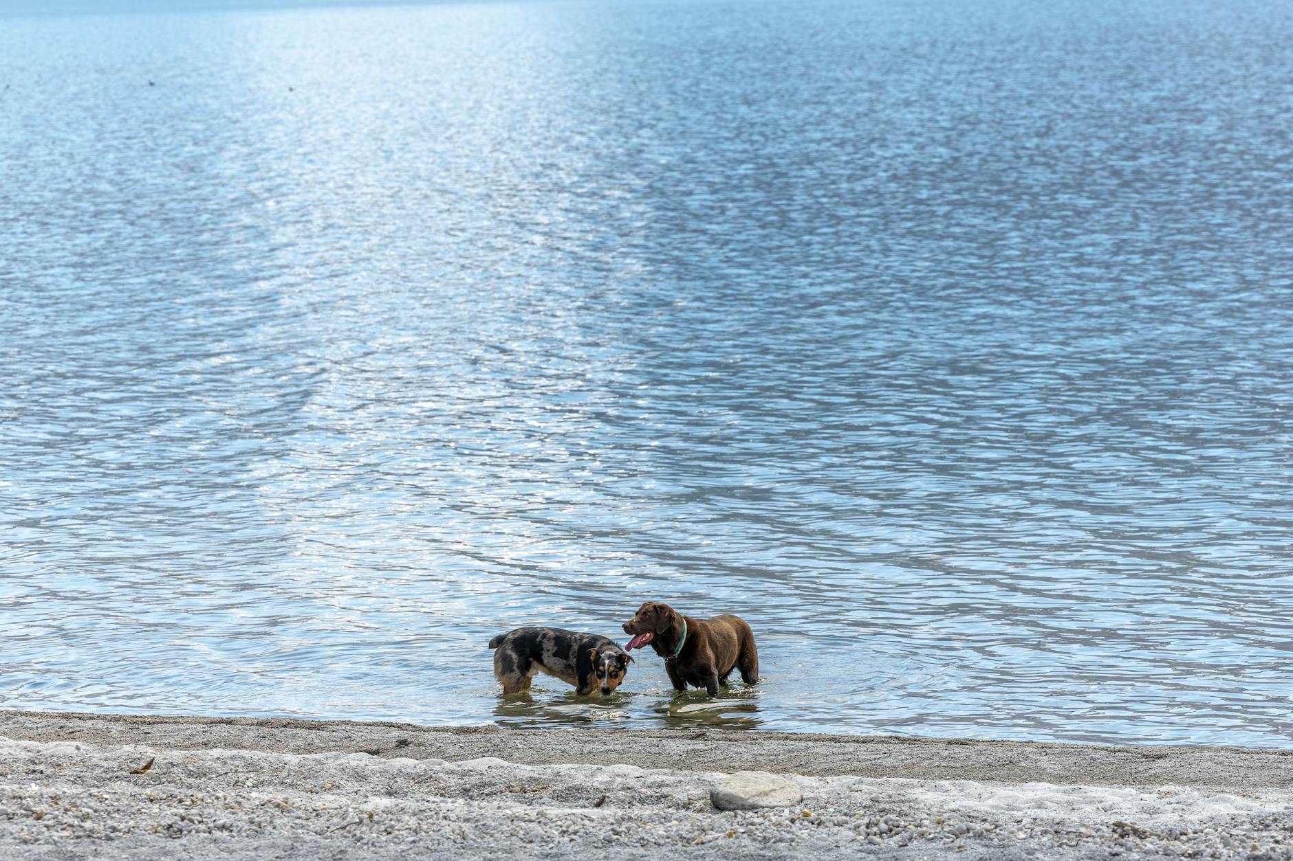 Dwa radosne psy bawią się w płytkiej wodzie spokojnego jeziora