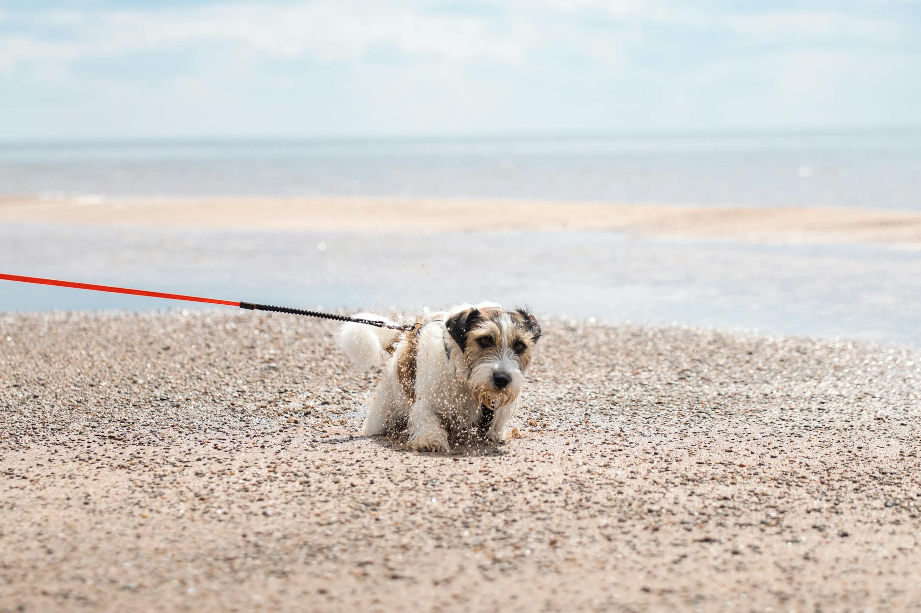 Jack Russell biegnie i bawi się na słonecznej plaży nad Bałtykiem