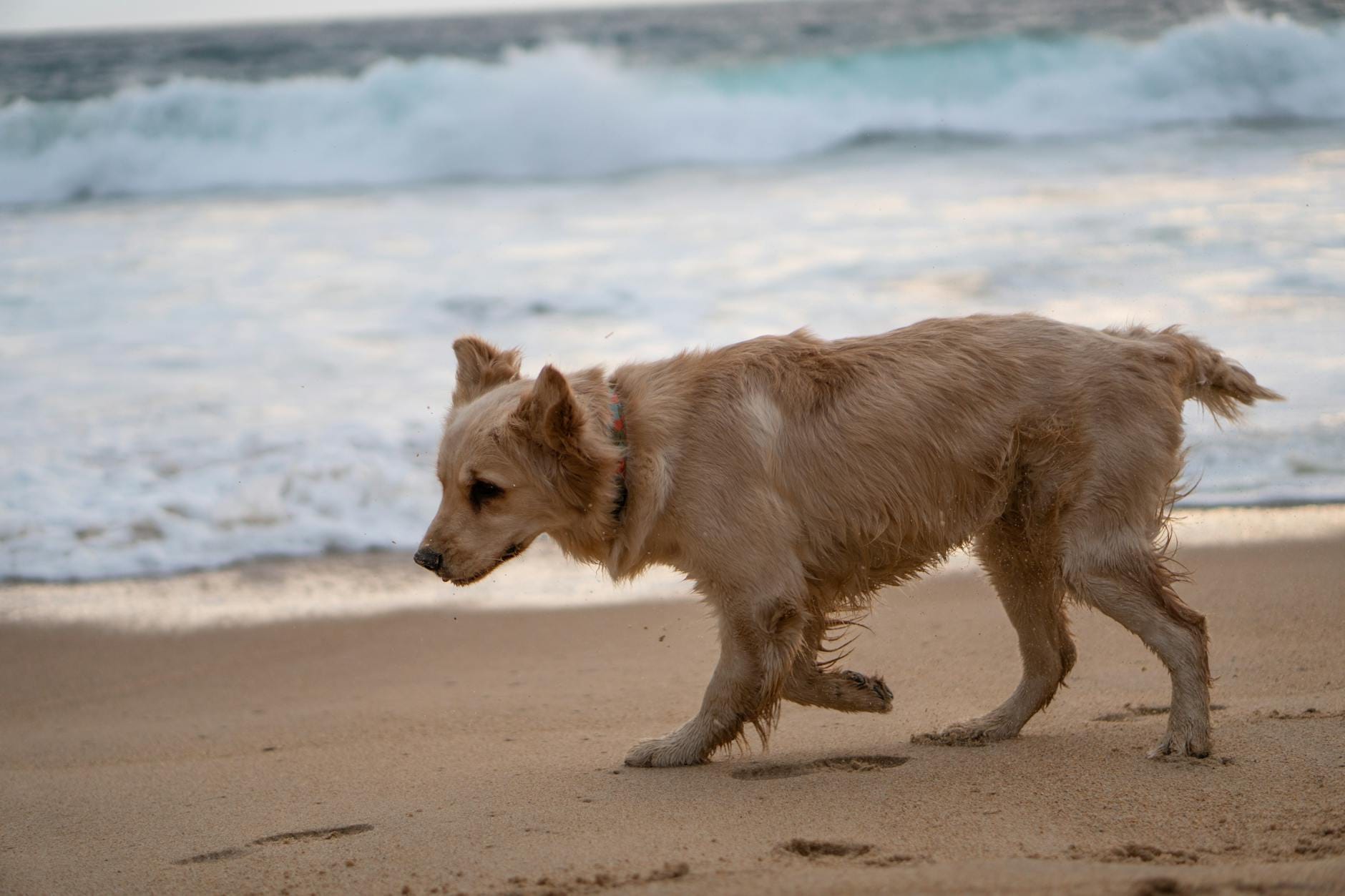 Golden retriever spaceruje po słonecznej plaży nad morzem