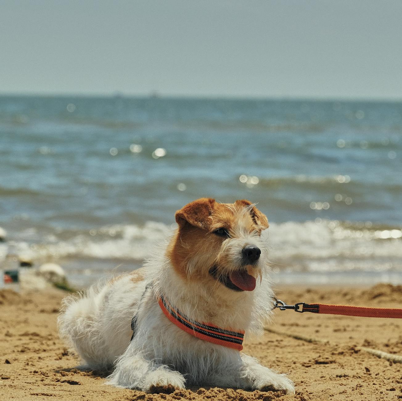 Pies rasy Jack Russell Terrier na smyczy leży na plaży w Jastarni