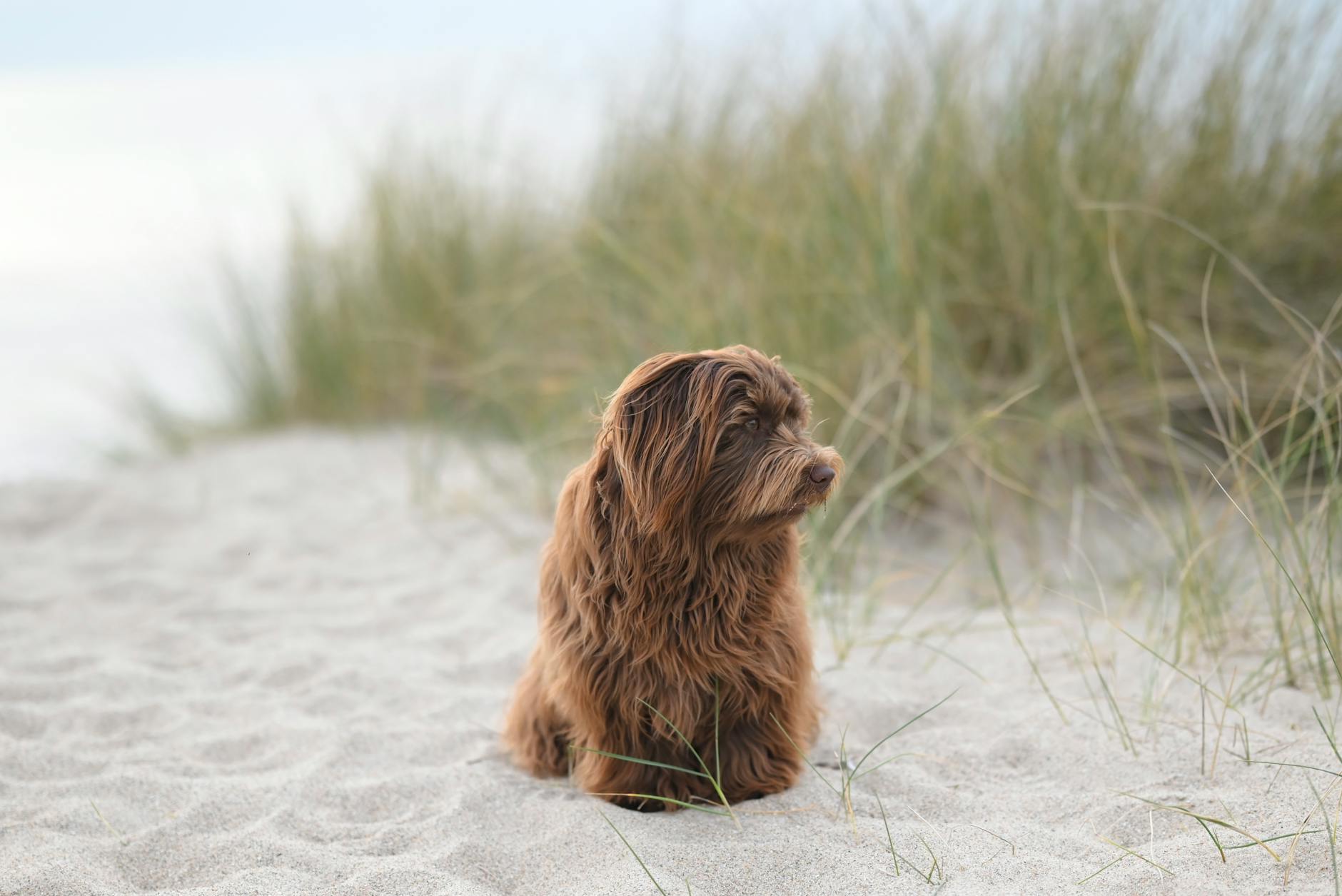 Puszysty brązowy pies siedzi spokojnie na piaszczystej plaży w Jastarni